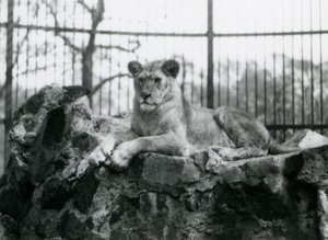 Une lionne allongée sur un mur dans son enclos au Zoo de Londres en 1923